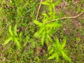 Persicaria hydropiper plant. Royalty Free Stock Photo